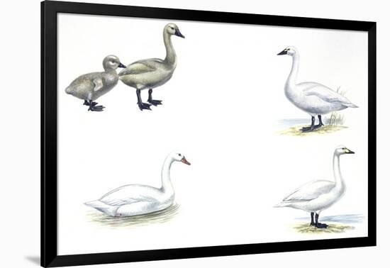 Birds: Anseriformes-null-Framed Giclee Print