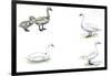 Birds: Anseriformes-null-Framed Giclee Print