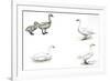 Birds: Anseriformes-null-Framed Premium Giclee Print