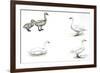 Birds: Anseriformes-null-Framed Premium Giclee Print