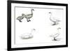 Birds: Anseriformes-null-Framed Premium Giclee Print