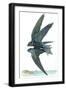 Black Frame