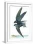 White Frame