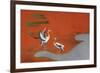 Birds at Sunset on Lake-null-Framed Giclee Print