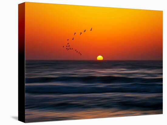 Birds at Sunset-Josh Adamski-Stretched Canvas