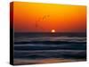 Birds at Sunset-Josh Adamski-Stretched Canvas