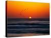 Birds at Sunset-Josh Adamski-Stretched Canvas