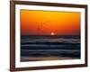 Birds at Sunset-Josh Adamski-Framed Photographic Print