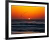 Birds at Sunset-Josh Adamski-Framed Photographic Print