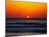 Birds at Sunset-Josh Adamski-Mounted Photographic Print