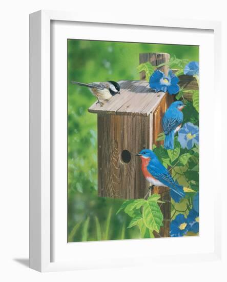 Birds at the Feeder (Bluebirds)-William Vanderdasson-Framed Giclee Print