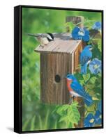 Birds at the Feeder (Bluebirds)-William Vanderdasson-Framed Stretched Canvas