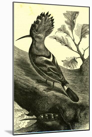 Birds Austria 1891-null-Mounted Giclee Print
