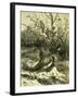 Birds Austria 1891-null-Framed Giclee Print