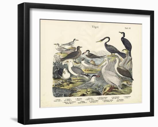 Birds, C.1860-null-Framed Giclee Print