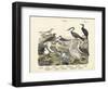 Birds, C.1860-null-Framed Premium Giclee Print