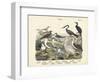 Birds, C.1860-null-Framed Premium Giclee Print