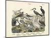 Birds, C.1860-null-Mounted Premium Giclee Print