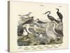 Birds, C.1860-null-Stretched Canvas