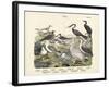 Birds, C.1860-null-Framed Giclee Print