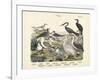 Birds, C.1860-null-Framed Giclee Print