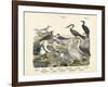 Birds, C.1860-null-Framed Giclee Print