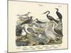 Birds, C.1860-null-Mounted Giclee Print