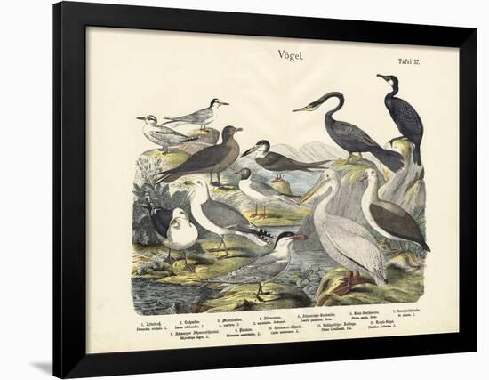 Birds, C.1860-null-Framed Giclee Print