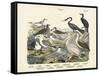 Birds, C.1860-null-Framed Stretched Canvas