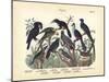 Birds, C.1860-null-Mounted Giclee Print