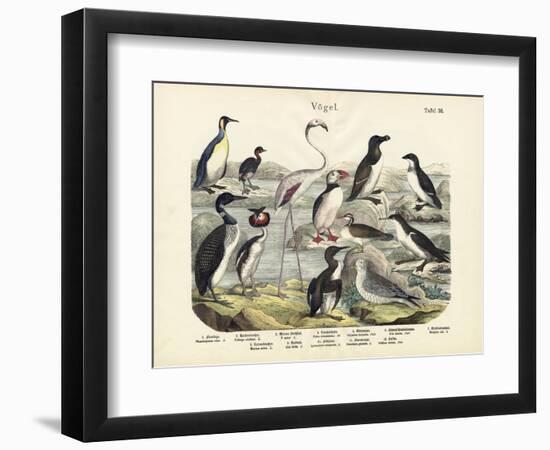 Birds, C.1860-null-Framed Premium Giclee Print