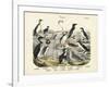 Birds, C.1860-null-Framed Giclee Print