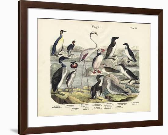 Birds, C.1860-null-Framed Giclee Print