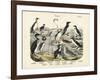 Birds, C.1860-null-Framed Giclee Print