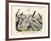 Birds, C.1860-null-Framed Giclee Print