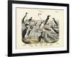 Birds, C.1860-null-Framed Giclee Print