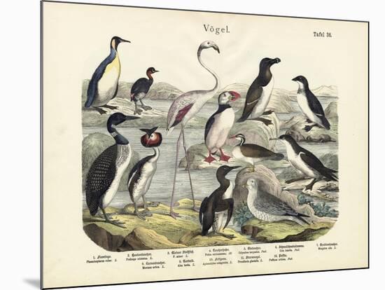 Birds, C.1860-null-Mounted Giclee Print