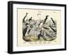 Birds, C.1860-null-Framed Giclee Print