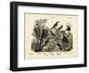 Birds, C.1860-null-Framed Giclee Print