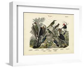 Birds, C.1860-null-Framed Giclee Print