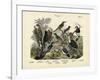 Birds, C.1860-null-Framed Giclee Print