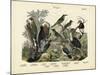 Birds, C.1860-null-Mounted Giclee Print