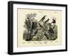 Birds, C.1860-null-Framed Giclee Print