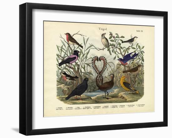 Birds, C.1860-null-Framed Giclee Print