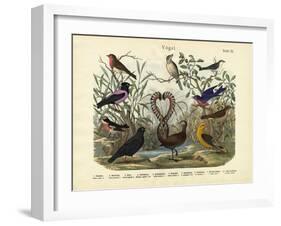 Birds, C.1860-null-Framed Giclee Print