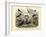 Birds, C.1860-null-Framed Giclee Print