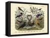 Birds, C.1860-null-Framed Stretched Canvas