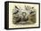 Birds, C.1860-null-Framed Stretched Canvas