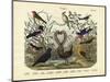 Birds, C.1860-null-Mounted Giclee Print