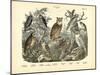 Birds, C.1860-null-Mounted Giclee Print